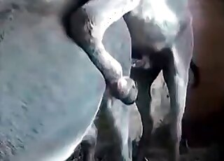 Horse gets fucked by a big-dicked dude