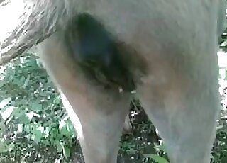 Hubby cums in our doggy asshole