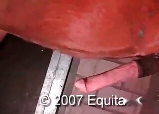 Brutal stallion in the awesome farm zoophilia