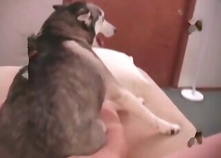 Missionary anal fucking with a kinky mutt in HD
