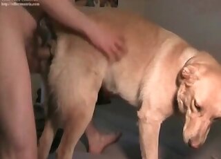 Doggystyle fuck with a fat-assed hound in HD
