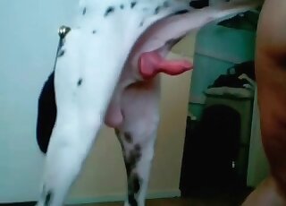 Dalmatian explores her peen-crushing cunt