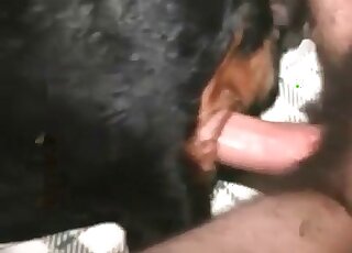Animal dick getting pleasured by a horny zoophile