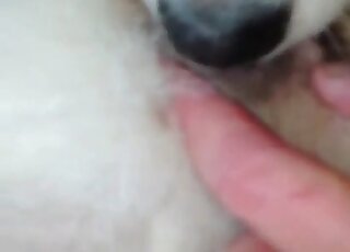 Dog licking that hole for the camera and it's hot