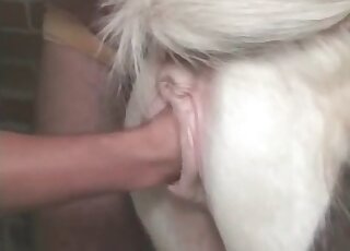 Awesome vagina probed by his stiff penis