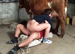 Buddy watches his better half screw a cow