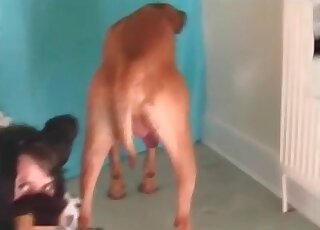 Asian chick sucks the substantial dick of a canine