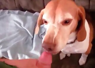 Adorable little dog enjoying a solid peen