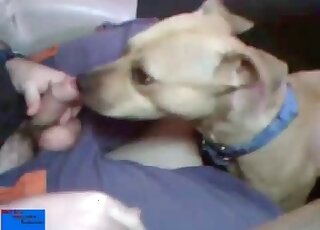Canine licks and sucks my dick with adoration