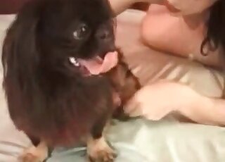 Brunette energetically sucking a canine's stiffie