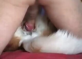 Gradually putting a tremendous dick in pup