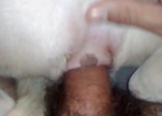 Dude with a large penis screwing a sexy dog