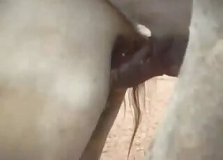 That juicy horse booty looks irresistible here