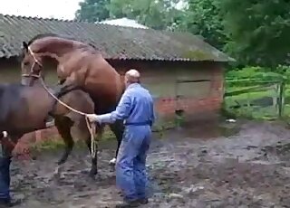 Dazzling horses indulging in bestiality fucking