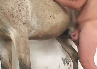 Stallion sex session in high quality