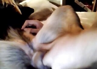 Canine gets finger-screwed on a huge bed