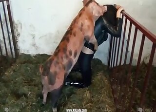 Sexy pig is enjoying hardcore bestiality sex