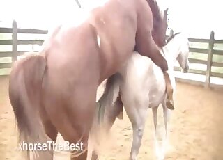 Horses love hardcore bestiality fuck so freaking much