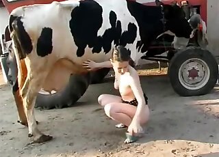 Watch how a real zoophile slut is sucking a cow tit