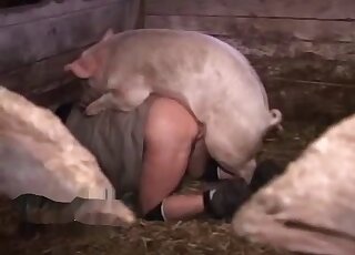 Pig getting violated in a taboo zoo porno movie