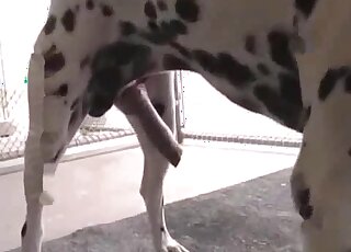 Dalmatian getting real fucking dirty in this one