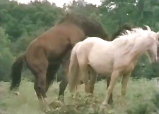 Outdoors porn movie with sexy horses in HD