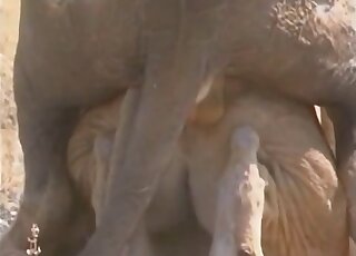 Vigorous lioness taking that D from behind