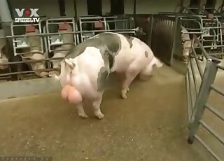 Salacious pig displaying its hot body on cam