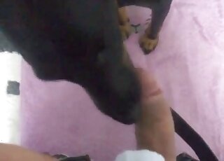 Dark pup is getting a flawless penis massage
