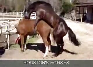 Two horses appreciating enthusiastic sex