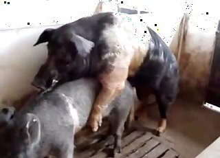Pigs shine in a barnyard porno movie in HD
