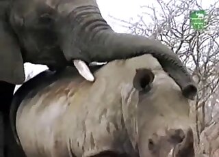 Elephant porn movie with outdoor fucking in HD