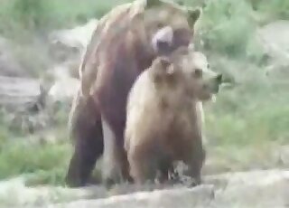 Salacious bear banging his best mate outside