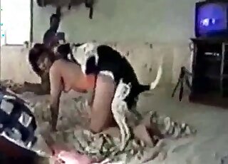 Eelgant girl and dirty hound having sex