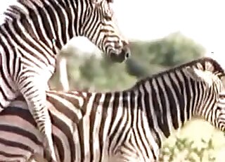 Adorable zebra showing off in a free porn vid