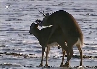 Outdoor sex scene with a deer and a deer