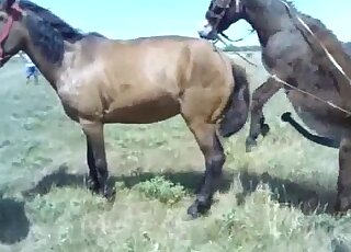 Stunning horse fuckery featured in HD quality