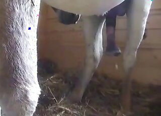 Pony's biggest load to date was captured on cam
