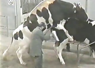 Hot loving movie with sexy cows in HD quality