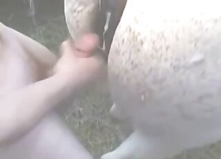 Wonderful sex with an unusual white mare