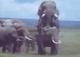 Real elephants being real kinky out in the wild
