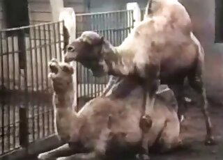 Doggystyle fuck movie featuring real camels