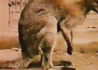 Kangaroos are banging in an adorable porn vid