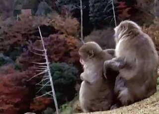 Two apes fucking around in an outdoor video