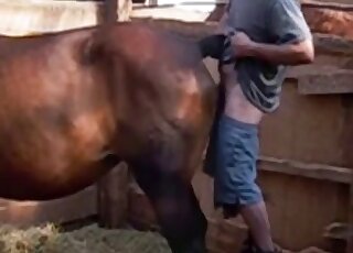 Brown colored horse pleasantly fucked by rancher