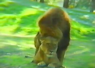 Sexy lioness takes her horny lion's huge D