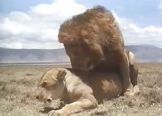 Dominant creature fucked by a sexy lioness