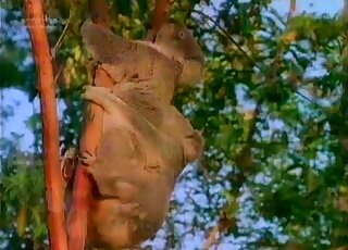 Tree-based fuck scene with freaky koalas
