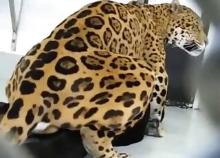 You're going to adore this horrendous zoo vid