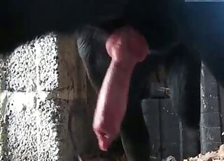 Dark puppy enjoying impassionate zoo sex
